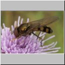 Platycheirus peltatus - Schwebfliege m01.jpg